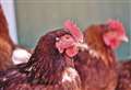 Avian flu prevention zone in force as public are told to report dead birds 