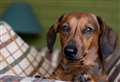 Top tips on keeping your pets safe from dognappers 