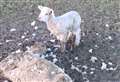 Animal rescue workers protest over rotting sheep
