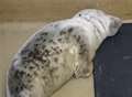 VIDEO: Seal released back into wild