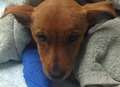 Puppy fighting for life after being rescued from 'death's door'