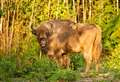 Bison released into huge woodland plot