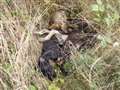 Dead puppies found dumped