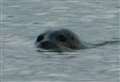 Seal spotted in Kent river