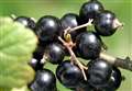 Climate resilient berries for Ribena grown in Kent