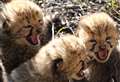 Cheetah raised in Kent becomes dad to wild cubs