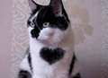 Cat wears his heart on his chest