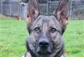 Police dog hunts down Christmas Day stab threat suspect