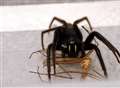 Revealed: How false widow spider scare spreading web across Kent