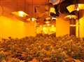 Hundreds of cannabis plants uncovered