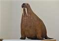 Giant walrus goes on display