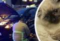 Kitten dies after car engine ordeal