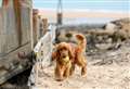 The Kent beaches where dogs are banned this summer