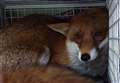 Fox rescued after getting trapped