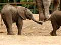 Will Howletts' elephants buck the captivity trend?