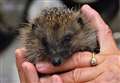 Hundreds of hedgehog callouts in Kent