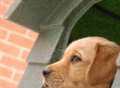 Dog charity warns of raffle scam