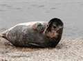 Baby seal stranded