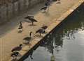 Friday funny: Maidstone's Canada geese start sunning themselves