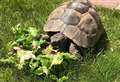 Owner's fears for 'stolen' tortoise
