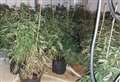 Seven arrests after raid on cannabis farm at house