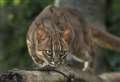 Rusty-spotted cat dies at sanctuary