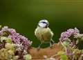 Keep your eyes peeled: it's the RSPB Big Garden Birdwatch