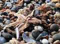 Thousands of starfish die
