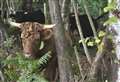 Scared cattle hiding behind trees after dog attack at nature reserve