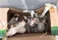 Nineteen mice dumped in box in woods