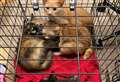 Distressed cats found crammed in crate