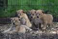 Animal park welcomes four new lion cubs