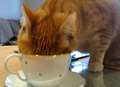 Purrrfect cafe for feline fans