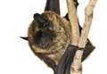 Bats threaten to thwart flats plan