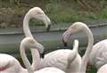 Flamingos arrived at pub zoo