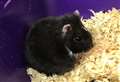 Hamster dumped in garden prompts appeal