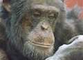 Red tape delays chimps' arrival at animal park