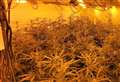 400 cannabis plants discovered by police