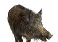Wild boar stops traffic 