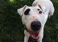 Rescue dog's appeal for home after no interest in TWO years