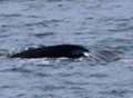 Rare sighting of humpback whale off Kent coast