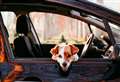 Why driving with your pet could cost you £5,000