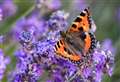 Fears grow for UK butterfly numbers after 2022 drought