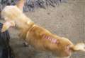 Dog left with fractured leg for three weeks 