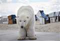Last chance to bring 'polar bear' to town