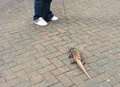 Woman goes walkies... and lizard comes too!