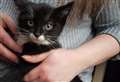 Hundreds visit cat rescue fundraiser
