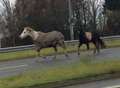 Runaway horses cause traffic chaos for Christmas shoppers