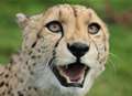 Cheetah escapes its enclosure at wildlife park