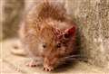 Council moves to wipe out rats
